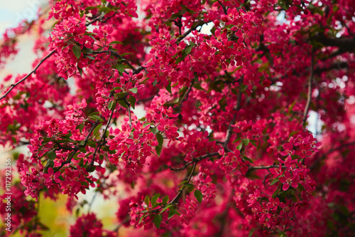 Branches of spring blooming tree