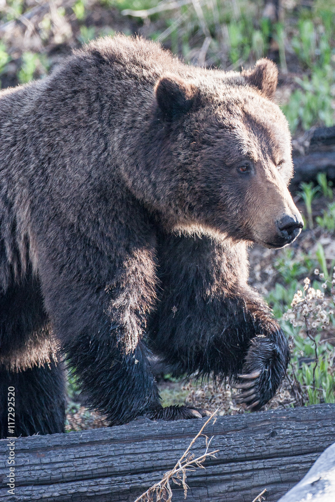 Bears in the Wild Bears in the Wild