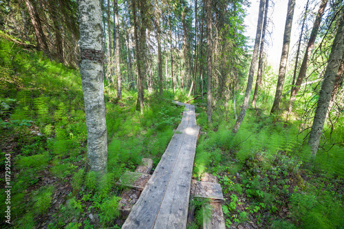 Wooden footpath in the forest