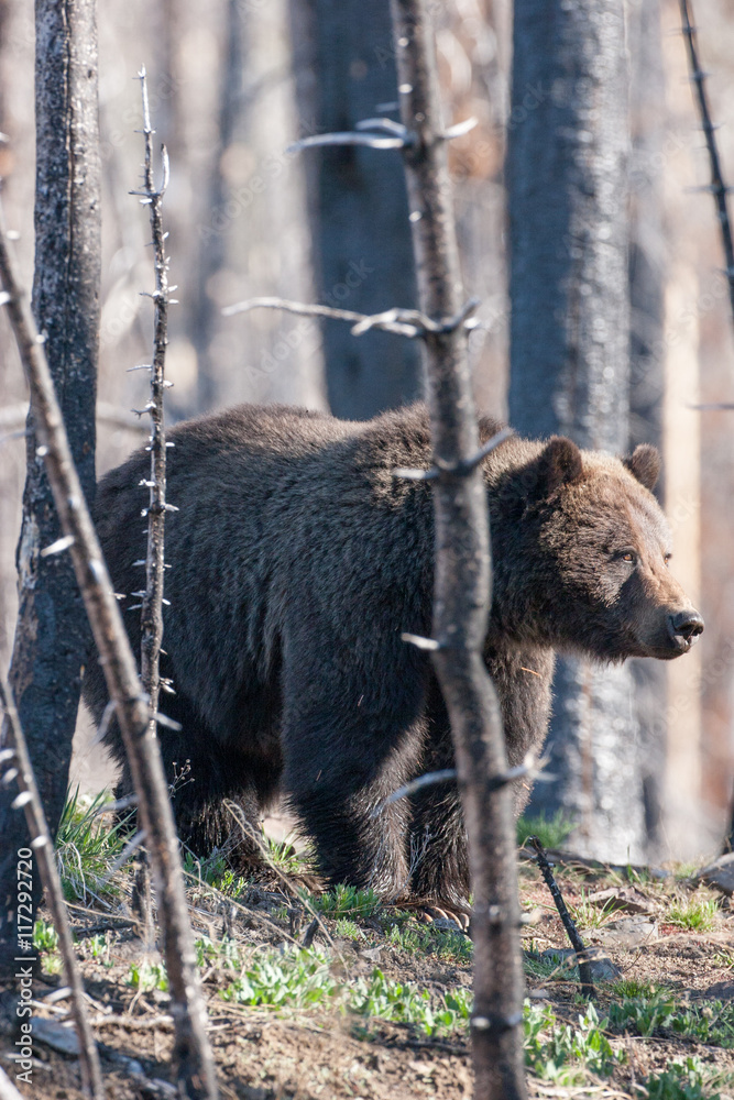 Fototapeta premium Bears in the Wild