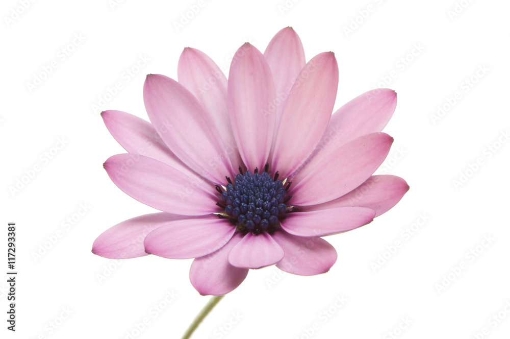 Mauve Osteospermum flower