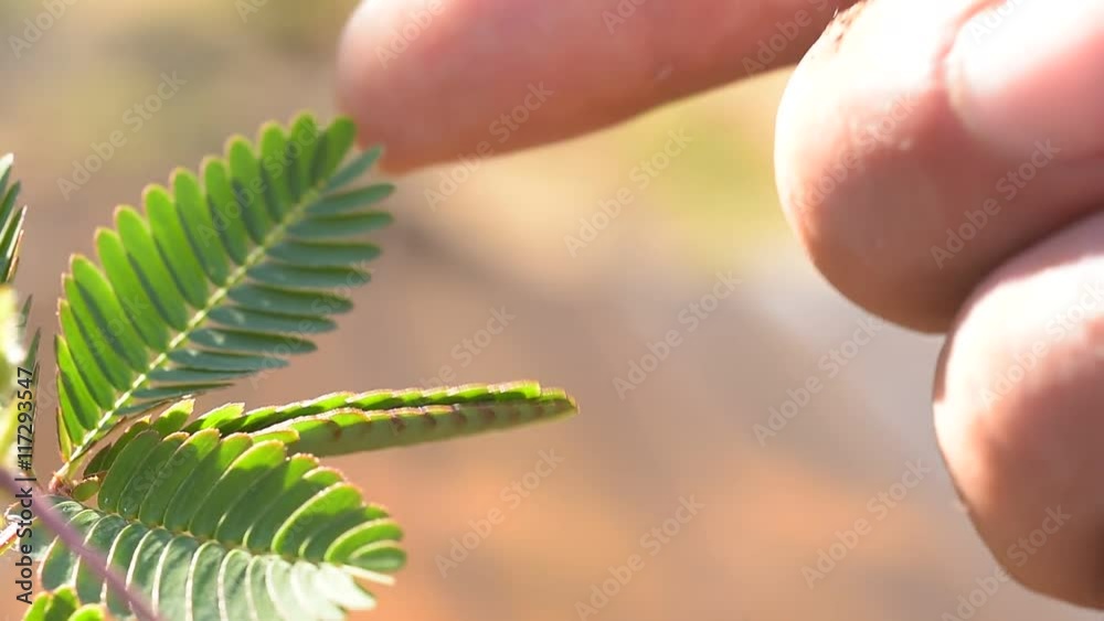 mimosa pudica  sensitiva