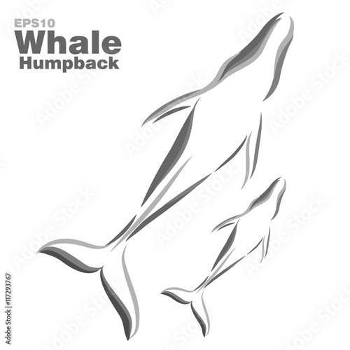Vector illustration of humpback whales.
