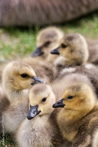 Geese goslings huddling in a group © Wesley Aston