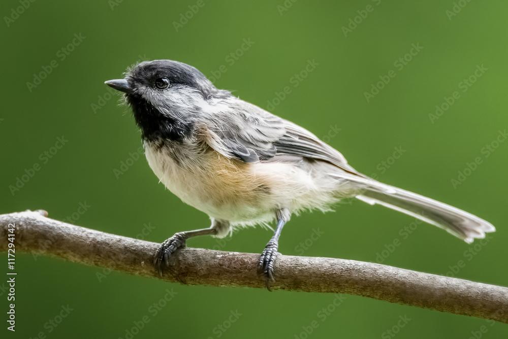 Fototapeta premium Black-capped chickadee on a branch against a plain, green background