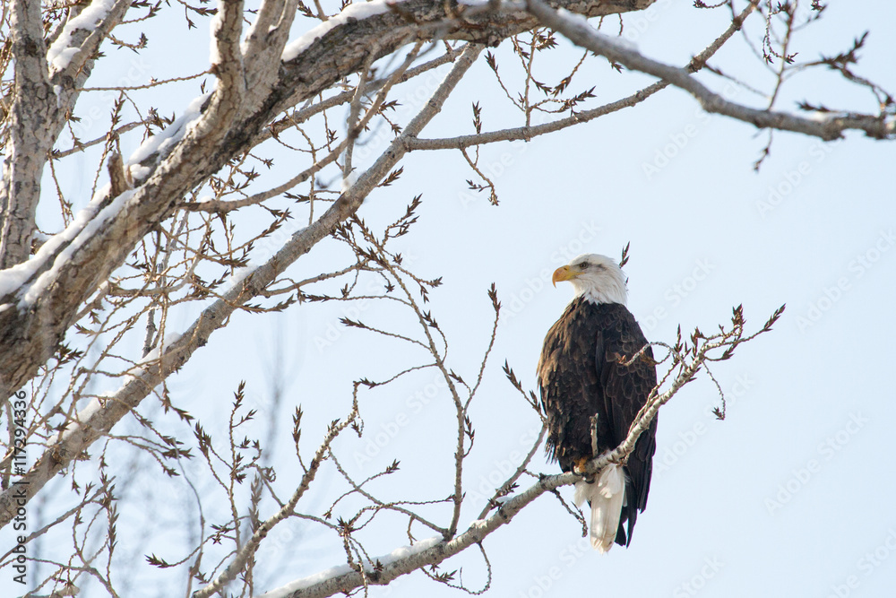 Bald Eagle sitting in tree Bald Eagle sitting in tree
