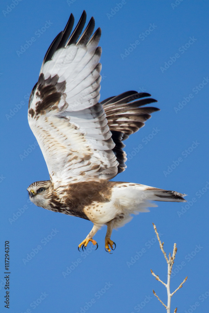Hawk taking flight from branch
