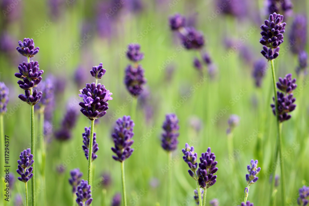 Naklejka premium Lavendel