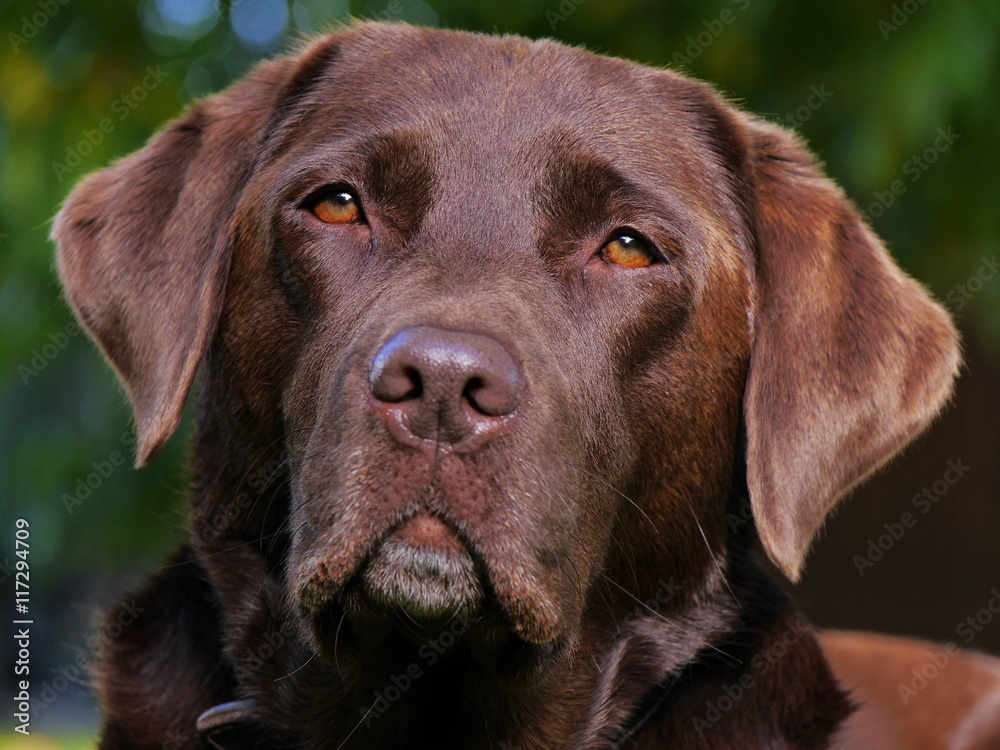 Kopf von braunem Labrador, Portrait