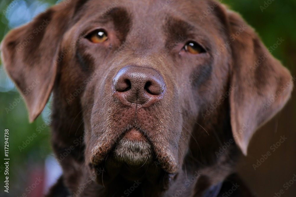 Kopf von braunem Labrador, Portrait