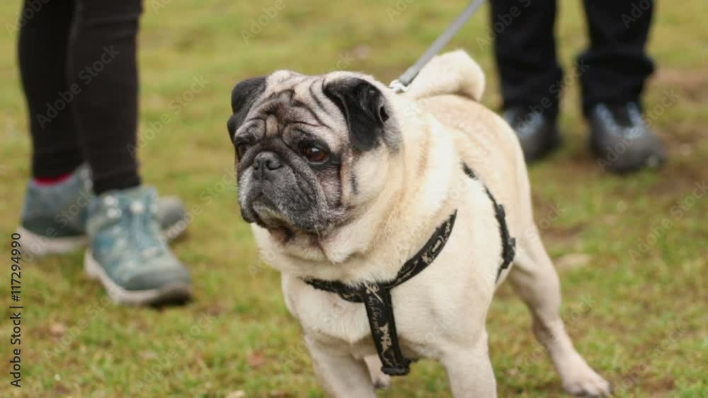 Cute pug on leash sniffing fresh air outdoors during walk with owner in park Cute pug on leash sniffing fresh air outdoors during walk with owner in park