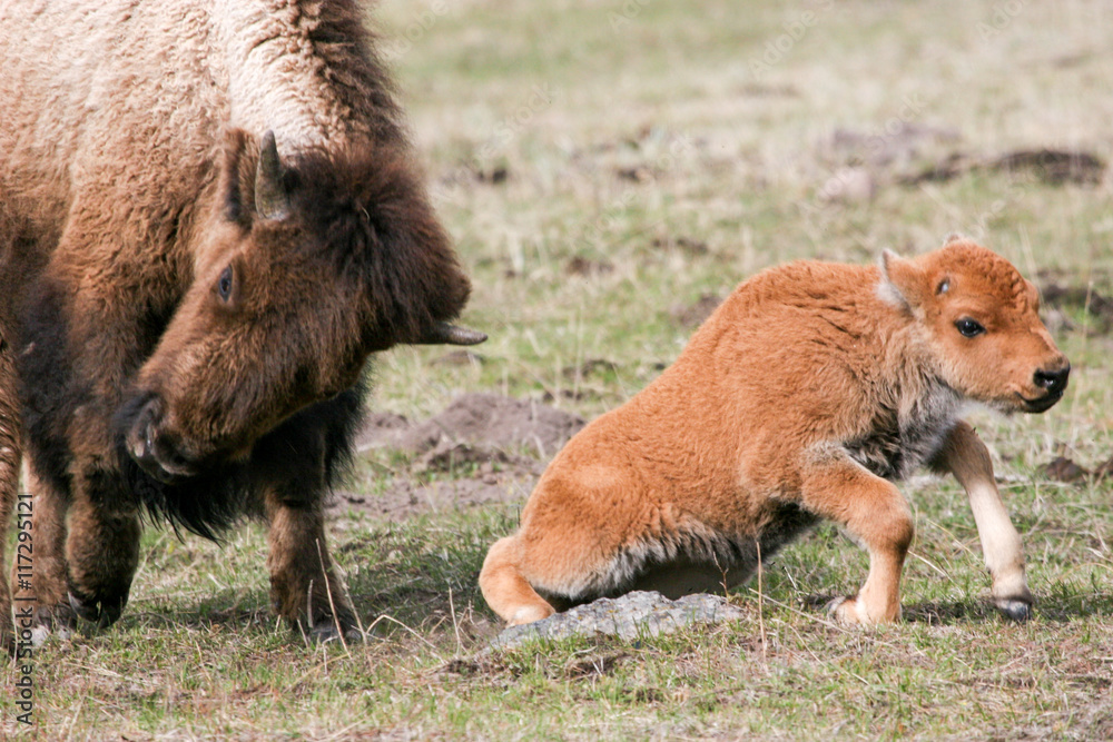 Bison pushing calf to stand up