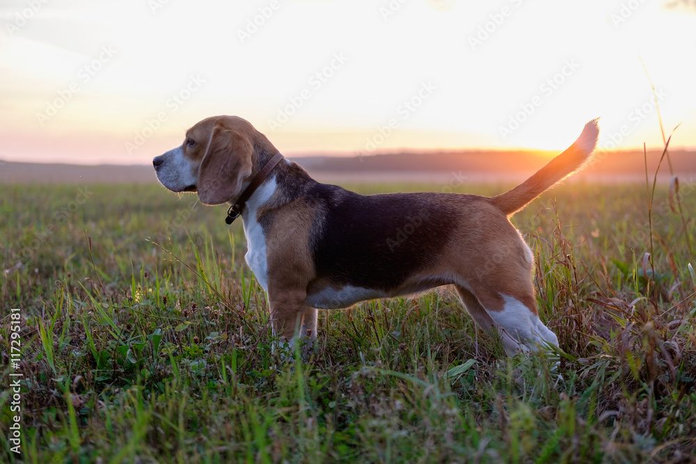 Прогулка собаки породы бигль в лучах закатного солнца