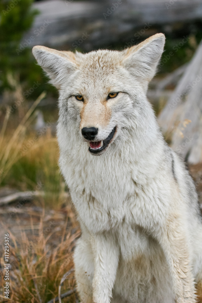 Coyote in the wild Coyote in the wild