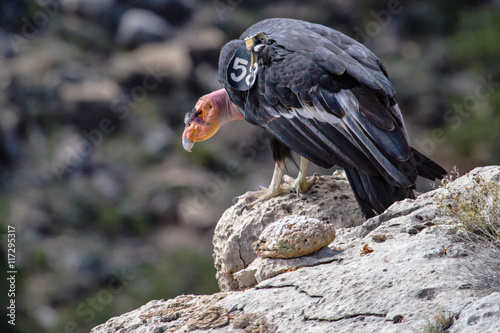 California Condor