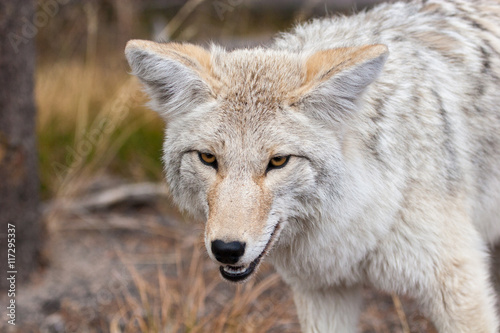 Coyote in the wild