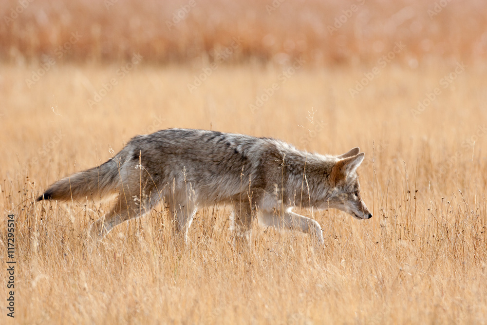 Fototapeta premium Coyote in the wild