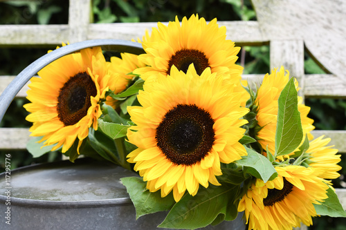Fototapeta Naklejka Na Ścianę i Meble -  Bouquet with freshly cut sunflowers in vintage zinc watering can on wooden garden seat.