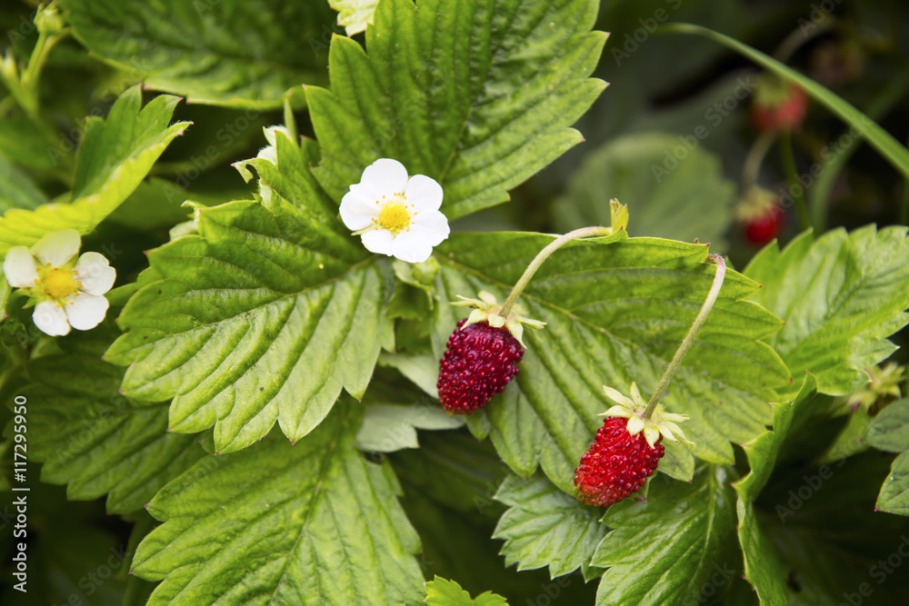 Wild strawberry berries in the summer in a garden. Harvest background Wild strawberry berries in the summer in a garden. Harvest background