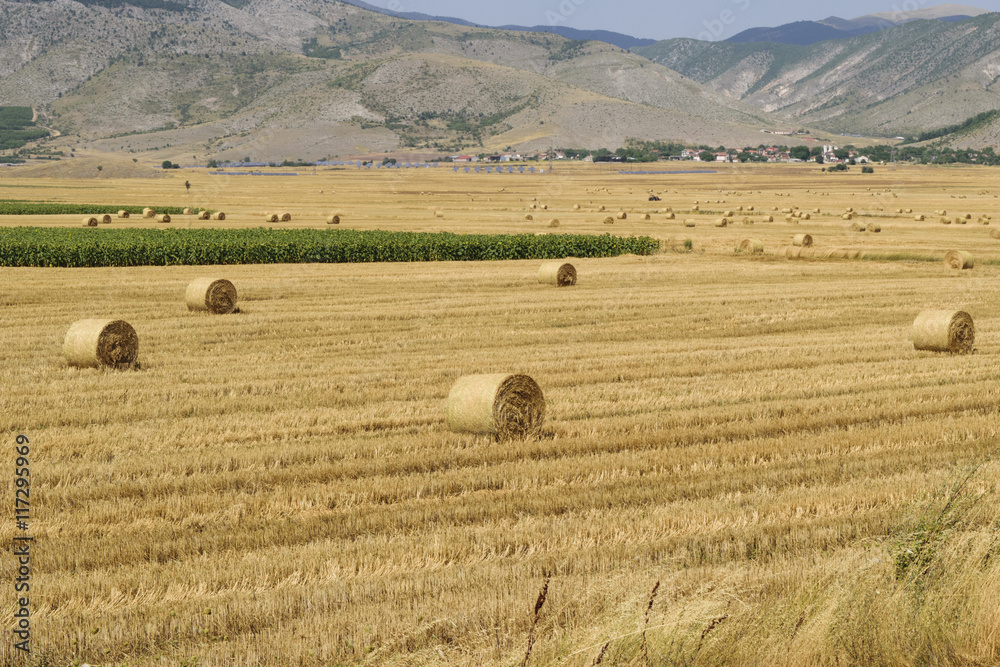 Fototapeta premium Lots of large round hay bales on dry harvested paddock flat.