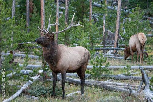 Elk in the wild