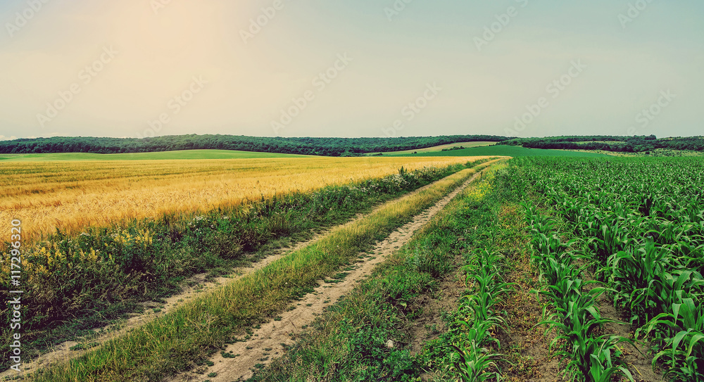 sunny ground road in the rural  field. summer rural landscape. a rich harvest concept.
