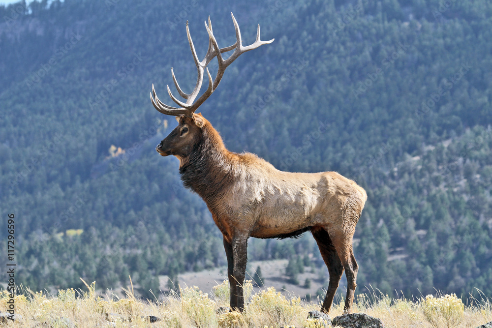 Elk in the wild Elk in the wild