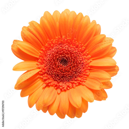 Orange gerbera daisy flower isolated on a white background