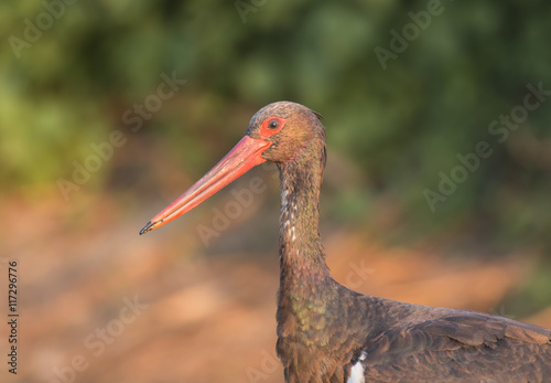 Black Stork