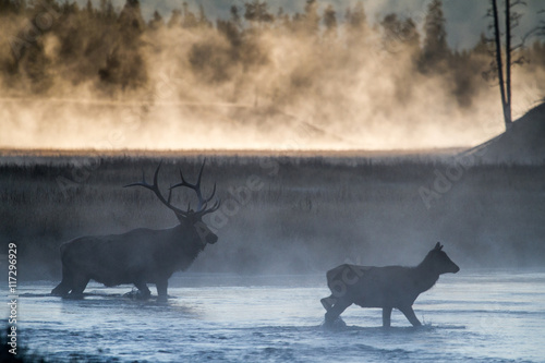 Elk in the wild