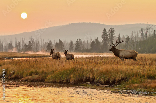 Elk in the wild photo