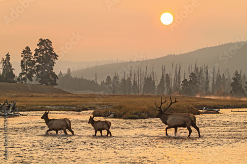 Elk in the wild