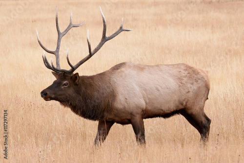 Elk in the wild