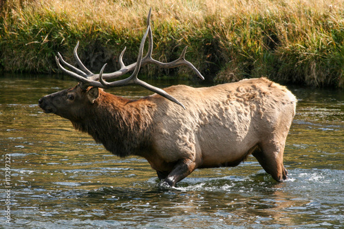 Elk in the wild