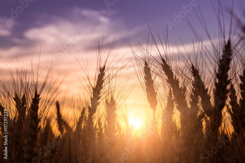 majestic sunset over a field of wheat. rich harvest concept