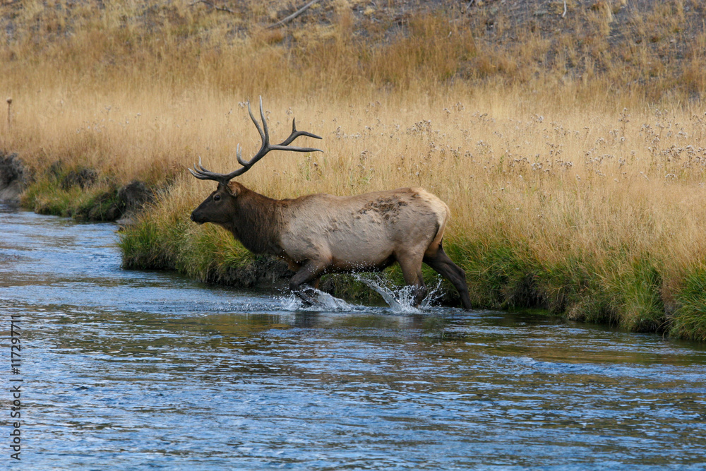 Elk in the wild