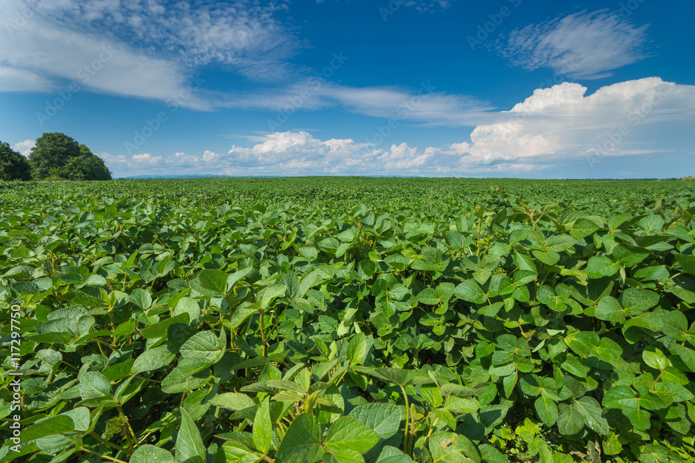Summer day landscape with field, clouds on the blue sky. Background image of lush grass field under blue sky Summer day landscape with field, clouds on the blue sky. Background image of lush grass field under blue sky