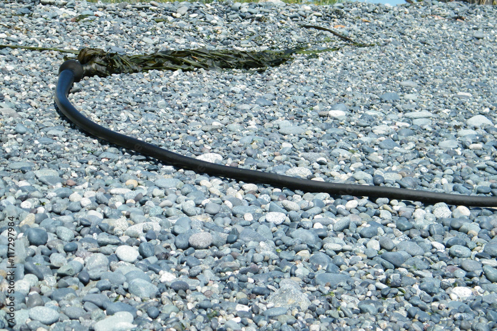 Bull Whip Kelp Border on Smooth Beach Stones Bull Whip Kelp Border on Smooth Beach Stones
