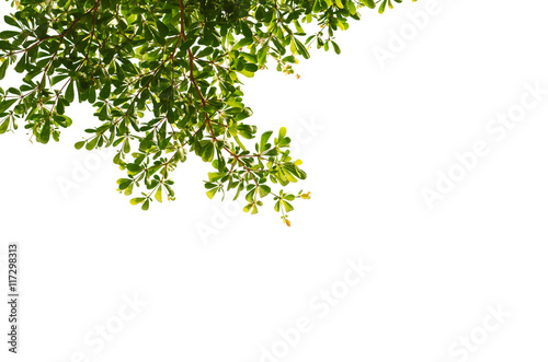 isolated branches of tree