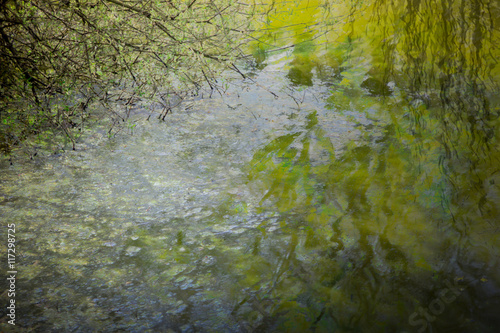 Trees reflected in water
