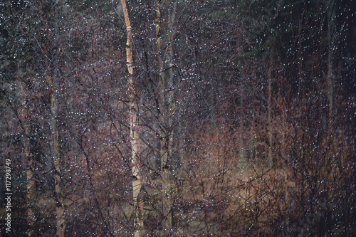 Snow on trees in forest