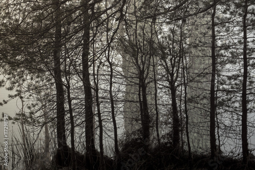 View of trees in the forest