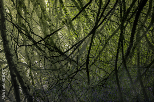 Entwined tree branches