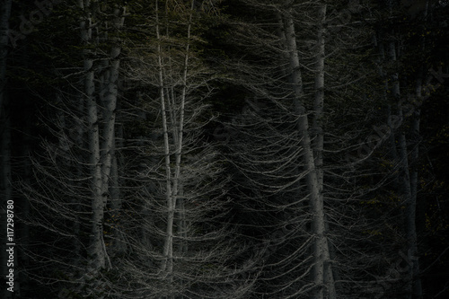 Bare trees in forest