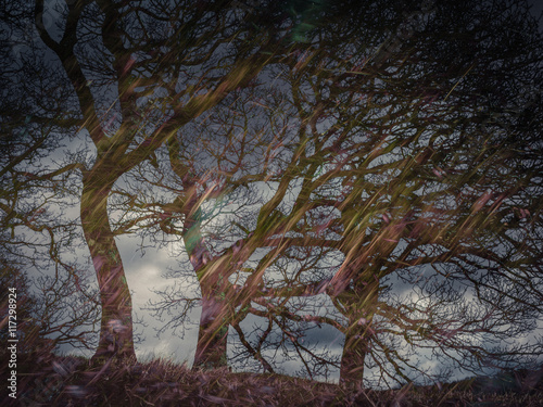 Bare trees in heavy rain