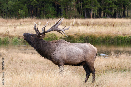Elk in the wild