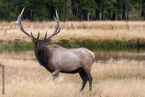 Elk in the wild