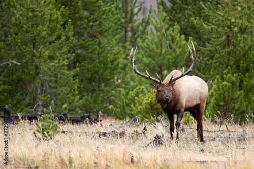 Wallpaper Mural Elk in the wild Torontodigital.ca