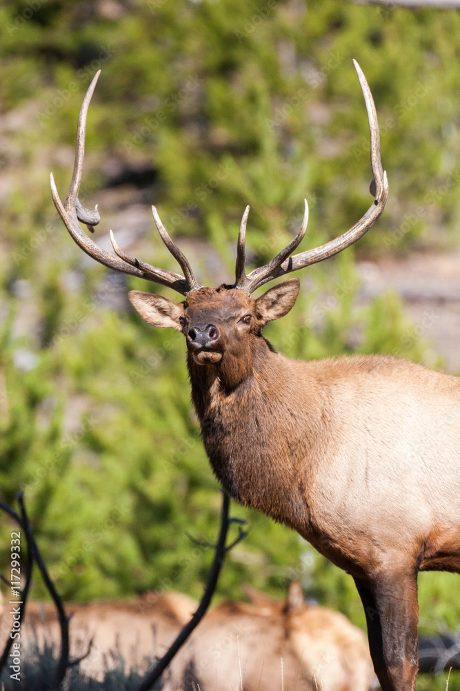 Elk in the wild Elk in the wild