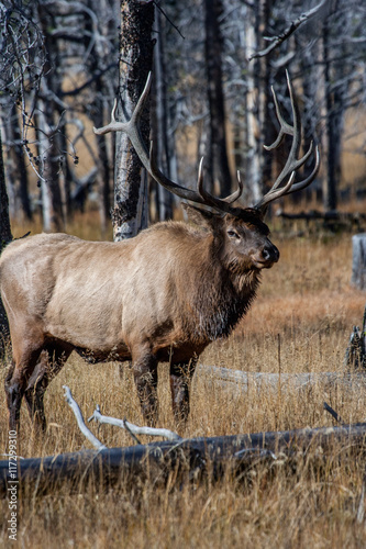 Elk in the wild